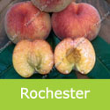 DELIVERED SEPTEMBER 2024 Rochester Peach Tree. Self Fertile, Large Fruit And Avoides Frosts **FREE UK DELIVERY + FREE 100% TREE WARRANTY**